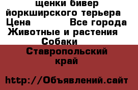 щенки бивер йоркширского терьера › Цена ­ 8 000 - Все города Животные и растения » Собаки   . Ставропольский край